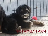 Bugatti - tricolor bernedoodle, a male Bernese Mountain Dog and Poodle - Standard  for sale in Martinsville, IN – 3 of 3