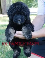 COPPERTONE - MINI BERNEDOODLE , a male Miniature Bernedoodle for sale in Martinsville, IN – 1 of 4