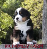 ST. THOMAS - BERNESE AKC , a male Bernese Mountain Dog for sale in Martinsville, IN – 2 of 4