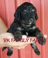 HOT DOG - TRI COLOR MINI BERNEDOODLE, a male Miniature Bernedoodle for sale in Martinsville, IN – 2 of 3
