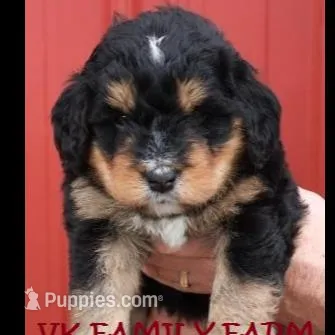 EXPRESSO , a female Bernedoodle for sale in Martinsville, IN – Photo 2 of 3
