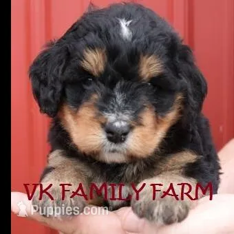 EXPRESSO , a female Bernedoodle for sale in Martinsville, IN – Photo 3 of 3