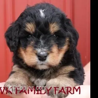EXPRESSO  – Bernedoodle puppy for sale in Martinsville, IN