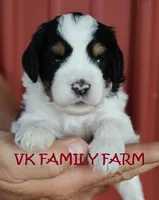 LEMONADE - TRI COLOR MINI BERNEDOODLE, a male Miniature Bernedoodle for sale in Martinsville, IN – 2 of 3