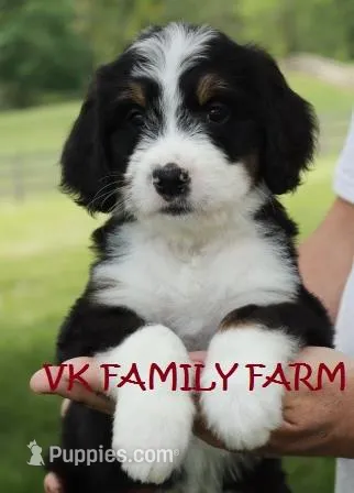 STARBURST  – Bernese Mountain Dog, Poodle - Multi-Colored Standard puppy for sale in Martinsville, IN