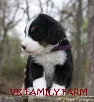 STARBURST , a female Bernese Mountain Dog and Poodle - Multi-Colored Standard for sale in Martinsville, IN – Photo 3 of 3