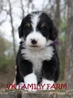 STARBURST , a female Bernese Mountain Dog and Poodle - Multi-Colored Standard for sale in Martinsville, IN – Photo 2 of 3