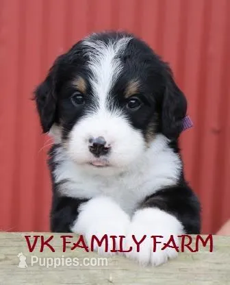 STARBURST  – Bernese Mountain Dog, Poodle - Multi-Colored Standard puppy for sale in Martinsville, IN