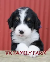 STARBURST , a female Bernese Mountain Dog and Poodle - Multi-Colored Standard for sale in Martinsville, IN – Photo 1 of 3