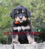 TESLA - TRI COLOR STANDARD BERNEDOODLE, a female Bernedoodle for sale in Martinsville, IN – 4 of 4