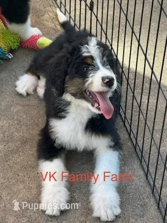 JOLLY RANCHER , a female Bernedoodle for sale in Martinsville, IN – 1 of 3