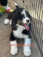 JOLLY RANCHER , a female Bernedoodle for sale in Martinsville, IN – 1 of 3