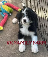 JOLLY RANCHER , a female Bernedoodle for sale in Martinsville, IN – 2 of 3