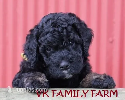 COPPERTONE - MINI BERNEDOODLE  – Miniature Bernedoodle puppy for sale in Martinsville, IN