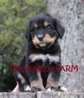TESLA - TRI COLOR STANDARD BERNEDOODLE, a female Bernedoodle for sale in Martinsville, IN – 2 of 4