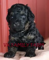 POPSICKLE - TRI COLOR MINI BERNEDOODLE, a male Miniature Bernedoodle for sale in Martinsville, IN – 3 of 3