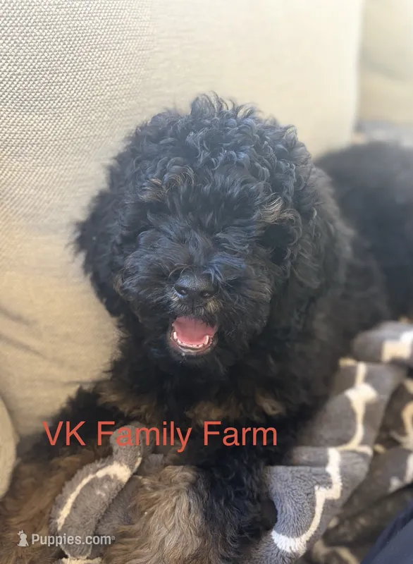 POPSICLE - TRI COLOR MINI BERNEDOODLE – Miniature Bernedoodle puppy for sale in Martinsville, IN