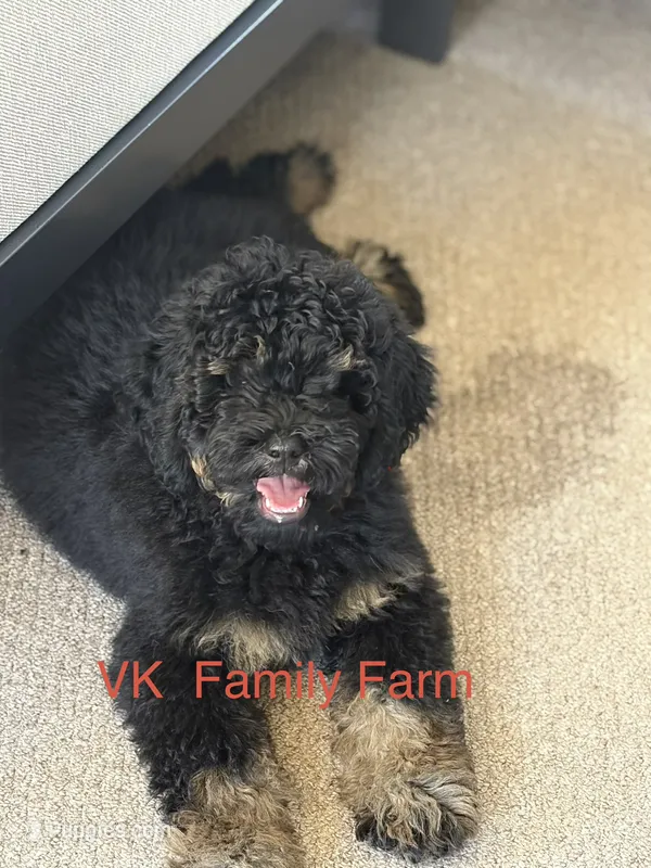 POPSICLE - TRI COLOR MINI BERNEDOODLE – Miniature Bernedoodle puppy for sale in Martinsville, IN