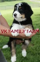 SOUR PATCH , a female Bernedoodle for sale in Martinsville, IN – Photo 2 of 3