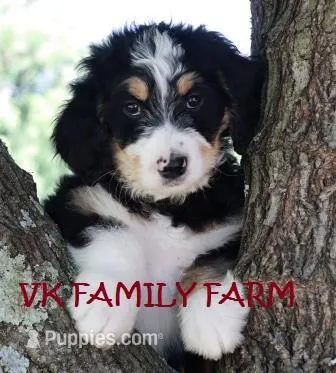SOUR PATCH  – Bernedoodle puppy for sale in Martinsville, IN