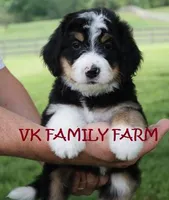 SOUR PATCH , a female Bernedoodle for sale in Martinsville, IN – Photo 3 of 3