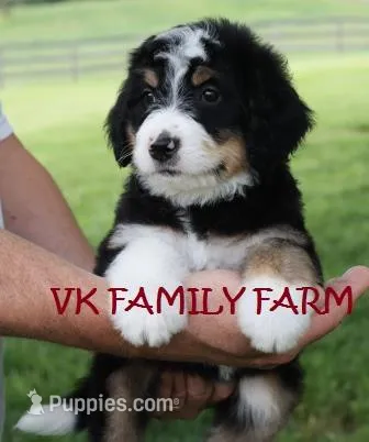 SOUR PATCH  – Bernedoodle puppy for sale in Martinsville, IN
