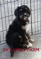 Bugatti - tricolor bernedoodle, a male Bernese Mountain Dog and Poodle - Standard  for sale in Martinsville, IN – 2 of 3