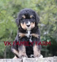 GENESIS - TRI COLOR STANDARD BERNEDOODLE, a male Bernese Mountain Dog and Poodle - Standard  for sale in Martinsville, IN – 2 of 3