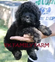 COPPERTONE - MINI BERNEDOODLE , a male Miniature Bernedoodle for sale in Martinsville, IN – 2 of 4