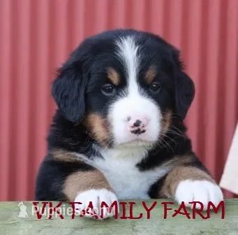 Jamaica - Bernese Mountain  – Bernese Mountain Dog puppy for sale in Martinsville, IN