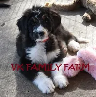 Audi - tricolor bernedoodle, a male Bernese Mountain Dog and Poodle - Standard  for sale in Martinsville, IN – 2 of 5