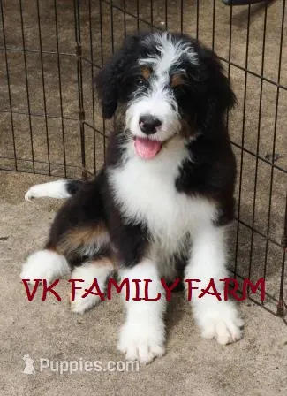 JOLLY RANCHER  – Bernedoodle puppy for sale in Martinsville, IN