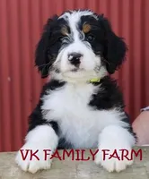 JOLLY RANCHER , a female Bernedoodle for sale in Martinsville, IN – 3 of 3