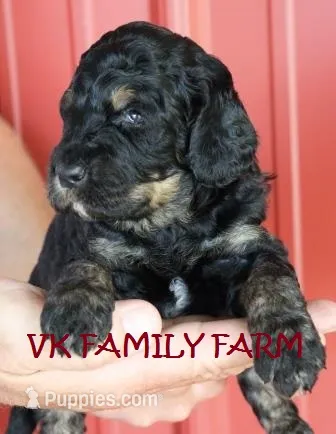 HOT DOG - TRI COLOR MINI BERNEDOODLE – Miniature Bernedoodle puppy for sale in Martinsville, IN