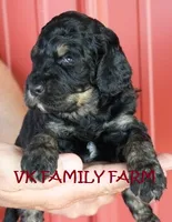 HOT DOG - TRI COLOR MINI BERNEDOODLE, a male Miniature Bernedoodle for sale in Martinsville, IN – 1 of 3