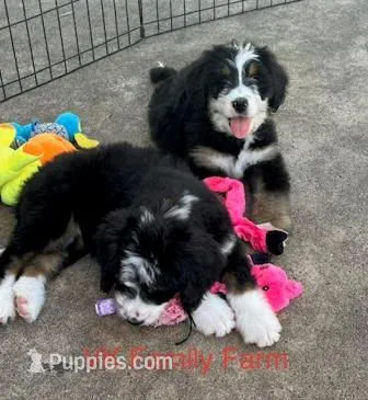 SKITTLES  – Bernese Mountain Dog, Poodle - Multi-Colored Standard puppy for sale in Martinsville, IN