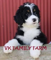 POP ROCKS, a female Bernedoodle for sale in Martinsville, IN – 4 of 4