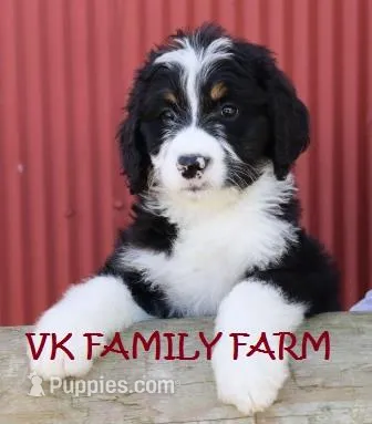POP ROCKS – Bernedoodle puppy for sale in Martinsville, IN
