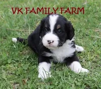 POP ROCKS, a female Bernedoodle for sale in Martinsville, IN – Photo 2 of 3