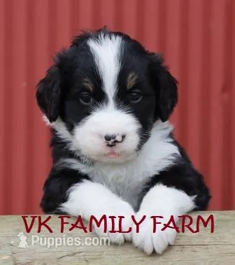POP ROCKS – Bernedoodle puppy for sale in Martinsville, IN