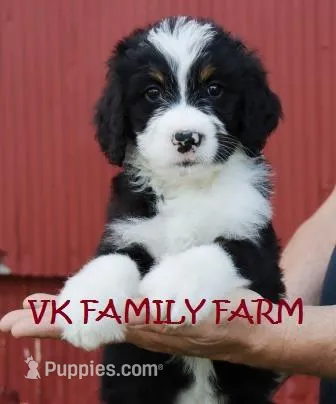 POP ROCKS – Bernedoodle puppy for sale in Martinsville, IN