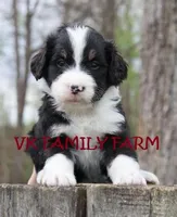 POP ROCKS, a female Bernedoodle for sale in Martinsville, IN – Photo 3 of 3