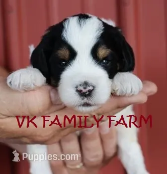 LEMONADE - TRI COLOR MINI BERNEDOODLE – Miniature Bernedoodle puppy for sale in Martinsville, IN