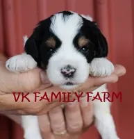 LEMONADE - TRI COLOR MINI BERNEDOODLE, a male Miniature Bernedoodle for sale in Martinsville, IN – 1 of 3
