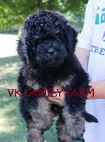 POPSICLE - TRI COLOR MINI BERNEDOODLE, a male Miniature Bernedoodle for sale in Martinsville, IN – 1 of 3