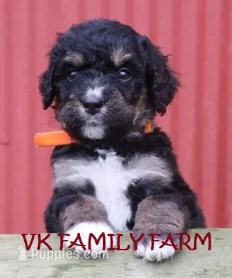 Bugatti - tricolor bernedoodle – Bernese Mountain Dog, Poodle - Standard  puppy for sale in Martinsville, IN