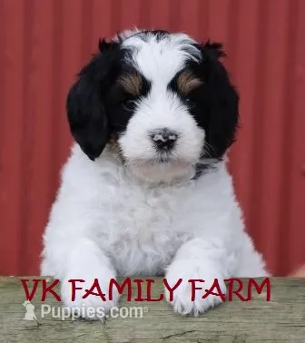 LEMONADE - TRI COLOR MINI BERNEDOODLE – Miniature Bernedoodle puppy for sale in Martinsville, IN