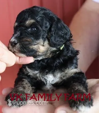 SPLASH - TRICOLOR MINI BERNEDOODLE – Miniature Bernedoodle puppy for sale in Martinsville, IN