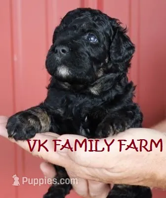 COPPERTONE - MINI BERNEDOODLE  – Miniature Bernedoodle puppy for sale in Martinsville, IN