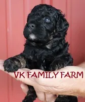 COPPERTONE - MINI BERNEDOODLE , a male Miniature Bernedoodle for sale in Martinsville, IN – 1 of 3